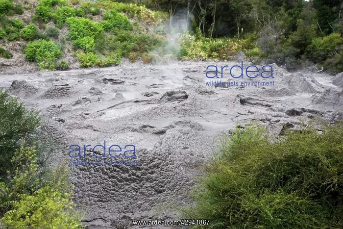 : Ngamokaiakoko mud pools. Te Puia Whakarewarewatanga : Ngamokaiakoko mud pools. Te Puia Whakarewarewatanga