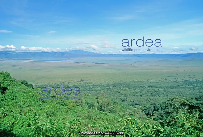  : Ngorongoro Conservation Zone, Ngorongoro Crater