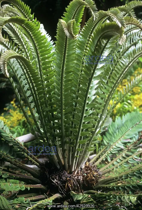 : NGOYE FOREST - WoodIs cycad : NGOYE FOREST - WoodIs cycad
