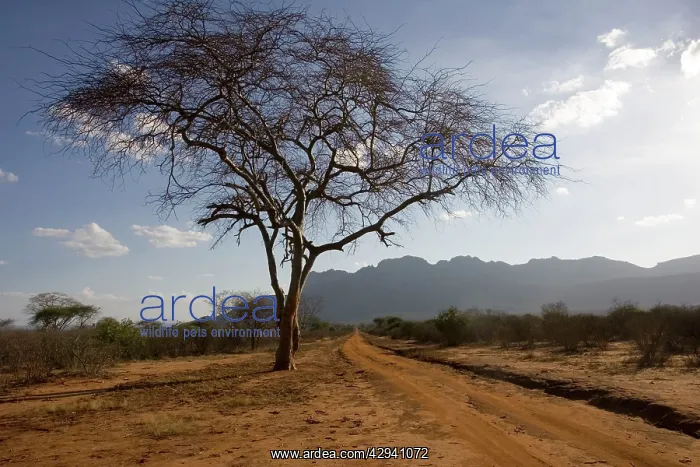 : Ngulia escarpment in Tsavo West National Park : Ngulia escarpment in Tsavo West National Park