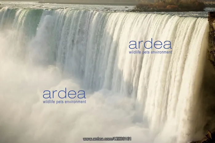 : Niagra Falls - comprised of the American Falls : Niagra Falls - comprised of the American Falls
