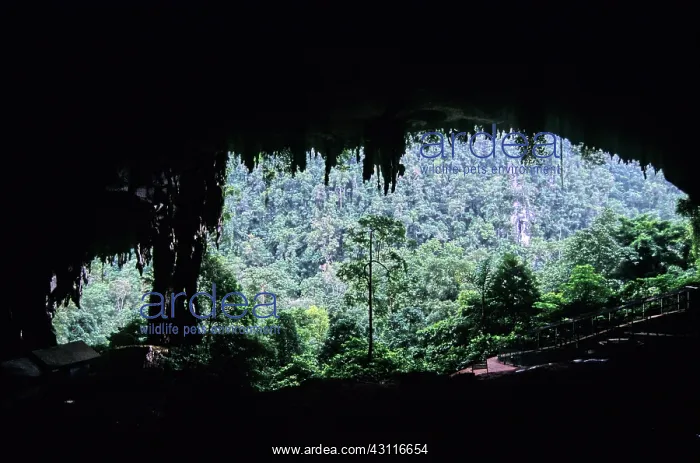 : Niah Great Cave, Sarawak, Malaysia : Niah Great Cave, Sarawak, Malaysia