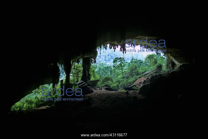 : Niah Great Cave, Sarawak, Malaysia : Niah Great Cave, Sarawak, Malaysia