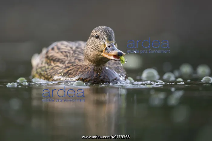 : Nibbling fun... Mallard (Anas platyrhynchos) : Nibbling fun... Mallard (Anas platyrhynchos)