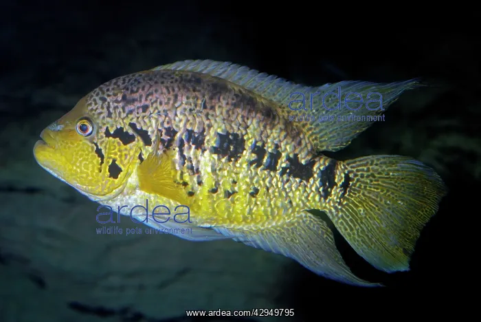 : Nicaragua Cichlid - Freshwaters Nicaragua : Nicaragua Cichlid - Freshwaters Nicaragua
