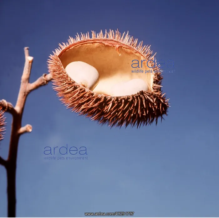 : Nicker Bean Seeds : Nicker Bean Seeds