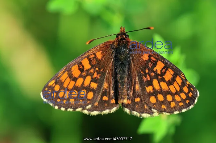 : Nickerl's Fritillary : Nickerl's Fritillary