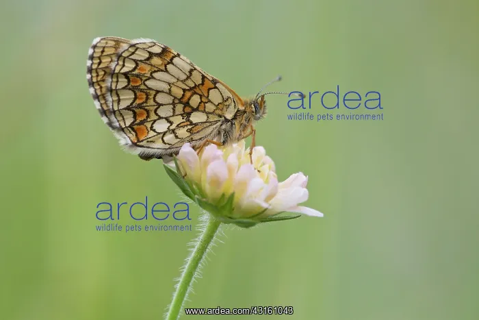 : Nickerl's Fritillary : Nickerl's Fritillary