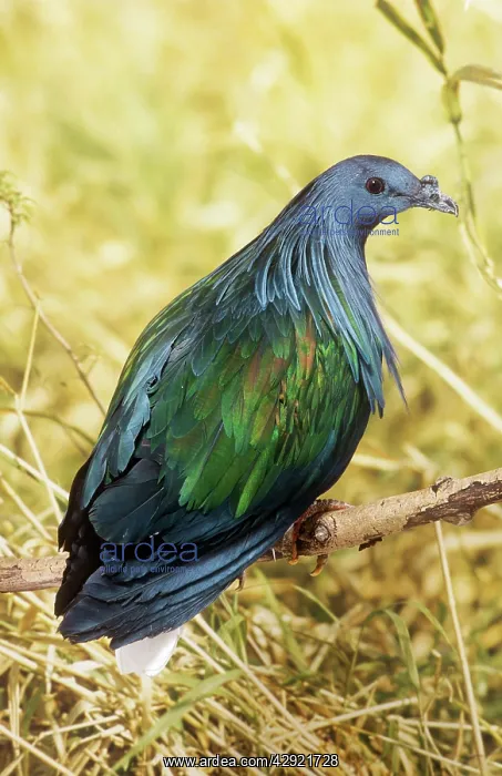  : NICOBAR PIGEON