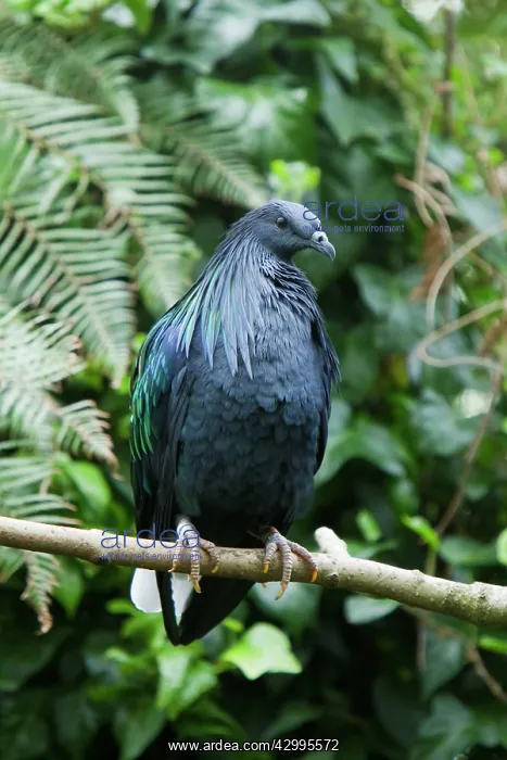  : Nicobar Pigeon