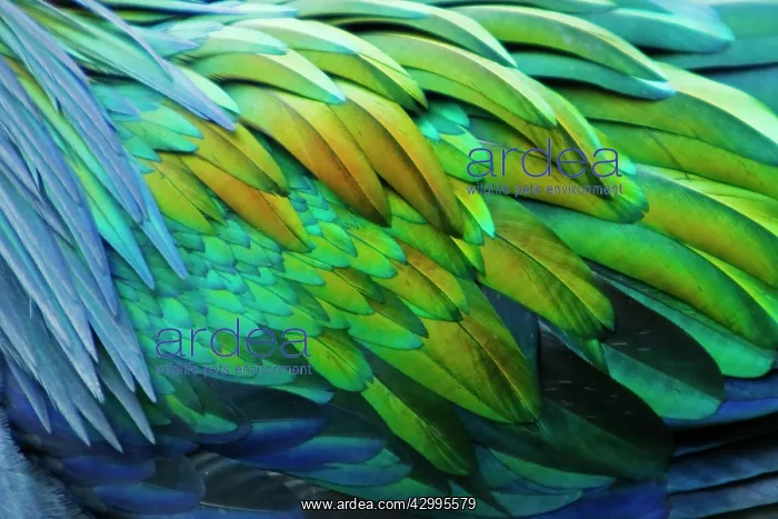 : Nicobar Pigeon : Nicobar Pigeon