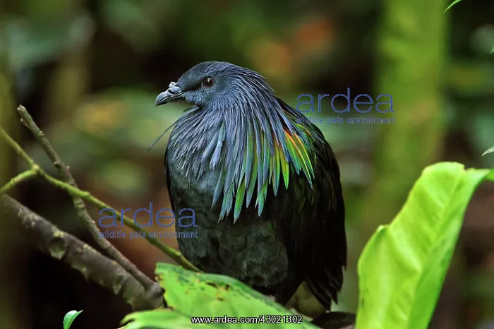  : Nicobar Pigeon