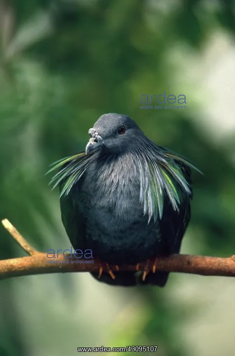 : Nicobar Pigeon : Nicobar Pigeon