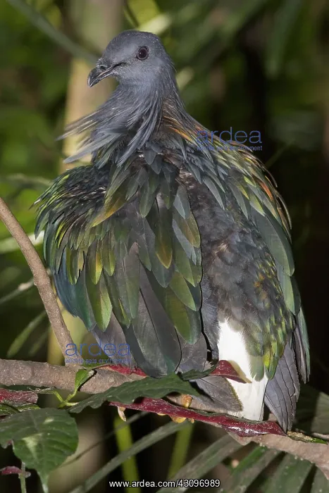 : Nicobar Pigeon : Nicobar Pigeon