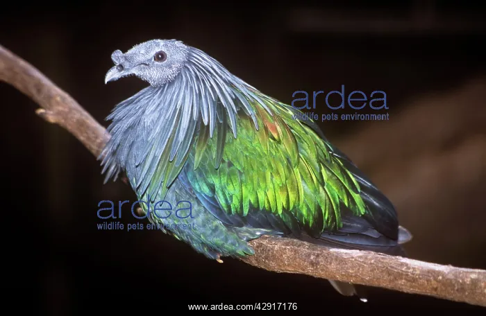 : NICOBAR PIGEON - ON BRANCH : NICOBAR PIGEON - ON BRANCH