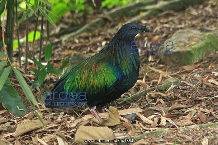 : Nicobar Pigeon Nicobar Pigeon : Nicobar Pigeon Nicobar Pigeon