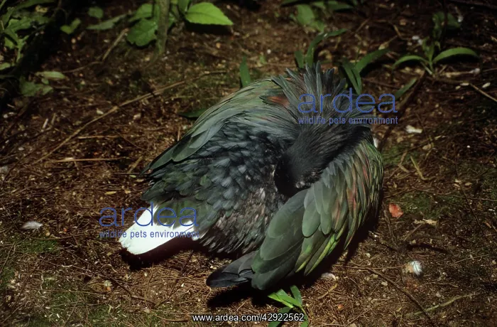 : NICOBAR PIGEON - PREENING : NICOBAR PIGEON - PREENING