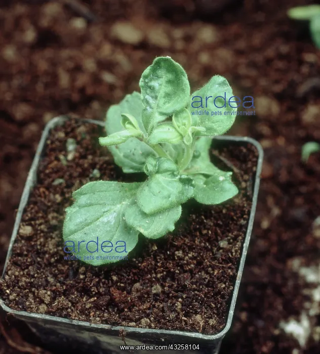 : Nicotiana virus on Petunia : Nicotiana virus on Petunia