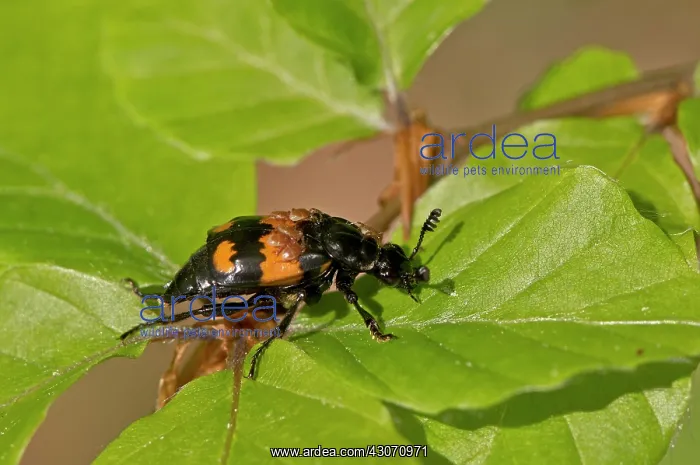 : Nicrophorus vespilloides. Allindelille Fredskov : Nicrophorus vespilloides. Allindelille Fredskov