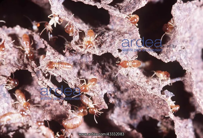: NIEDERE TERMITES : NIEDERE TERMITES