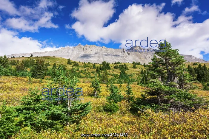 : Nigel Peak from Wilcox Ridge, Columbia Icefields : Nigel Peak from Wilcox Ridge, Columbia Icefields
