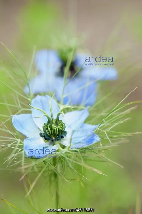 : Nigella damascena, Love-in-a-mist, Blue, Green, Annual, Summ : Nigella damascena, Love-in-a-mist, Blue, Green, Annual, Summ