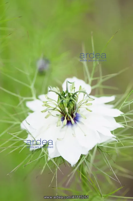 : Nigella damascena Persian Jewels, Love-in-a-mist, White, G : Nigella damascena Persian Jewels, Love-in-a-mist, White, G
