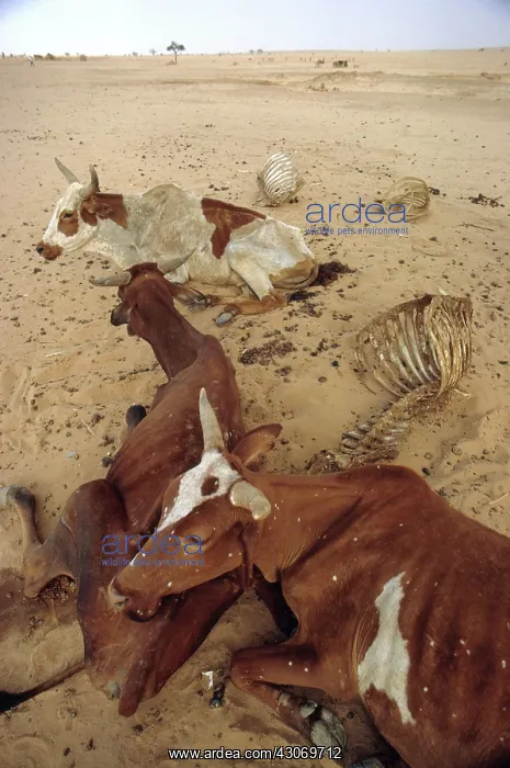 : Niger Drought : Niger Drought