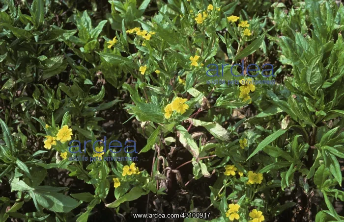 : Niger (Guizotia abyssinica) : Niger (Guizotia abyssinica)