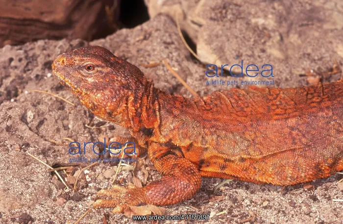 : Nigerian Uromastyx : Nigerian Uromastyx