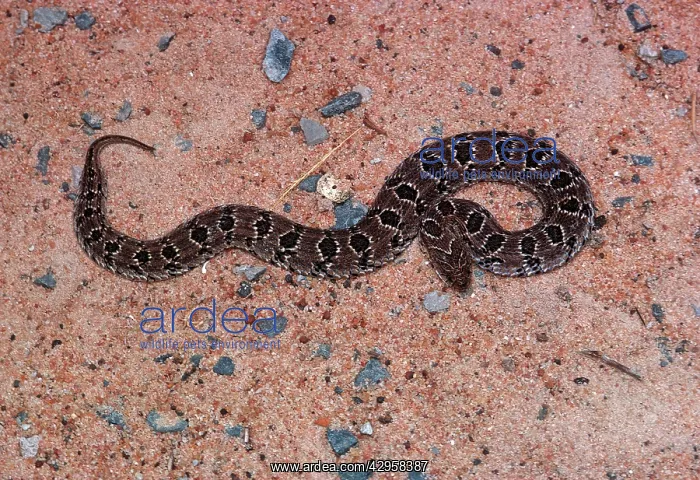 : Night adder : Night adder