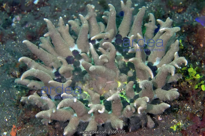 : Night Anemone - Batu Ringgit dive site, Tulamben : Night Anemone - Batu Ringgit dive site, Tulamben