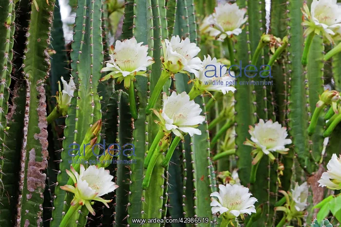 : Night Blooming Cactus : Night Blooming Cactus