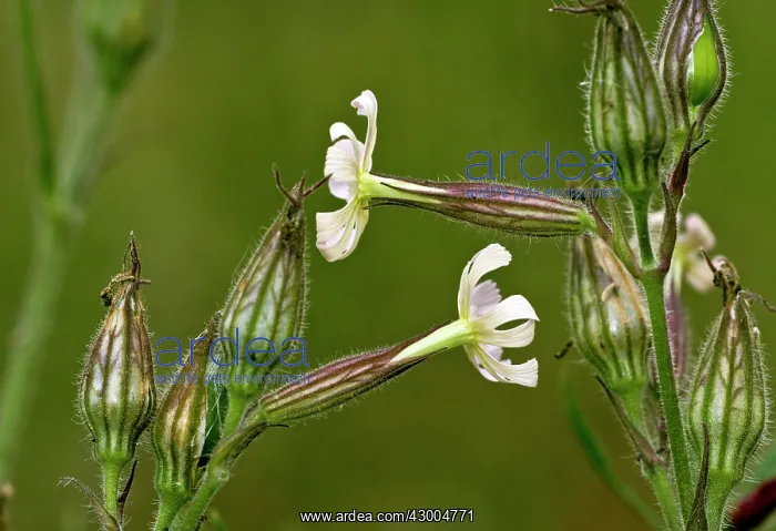 : Night-flowering Catchfly : Night-flowering Catchfly