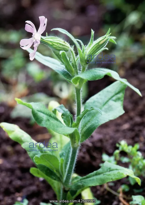: Night-flowering CATCHFLY - in flower : Night-flowering CATCHFLY - in flower