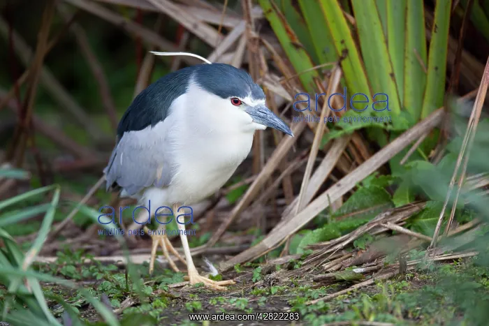 : Night Heron : Night Heron