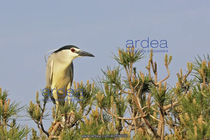: Night Heron : Night Heron
