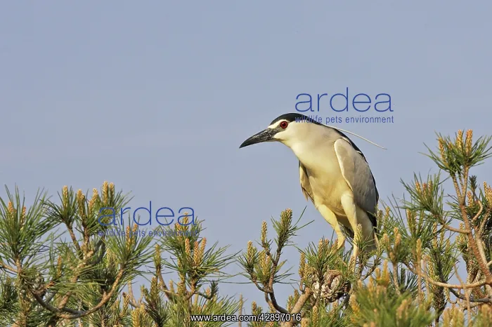 : Night Heron : Night Heron