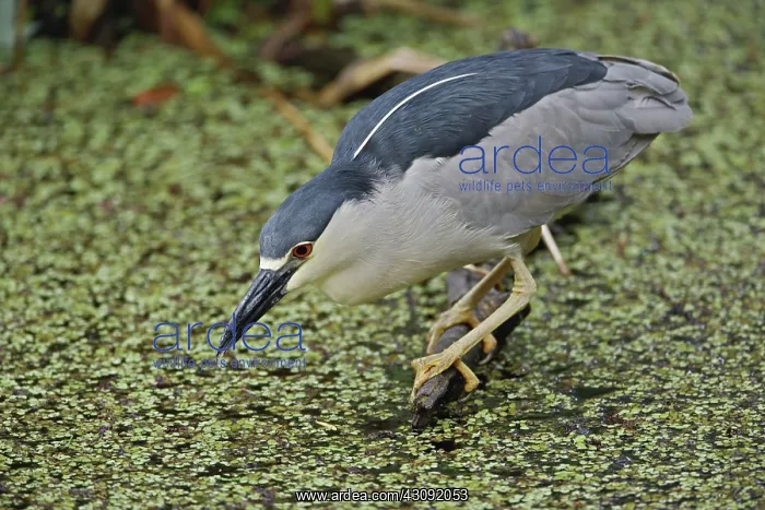 : Night Heron : Night Heron
