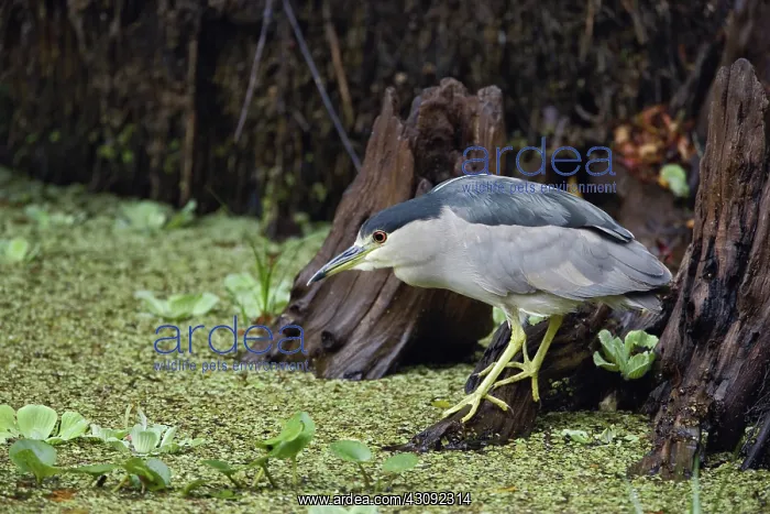  : Night Heron