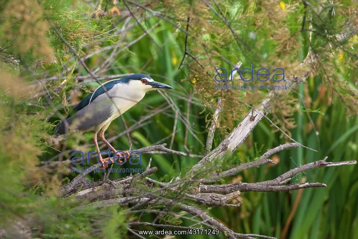 : Night heron (Nycticorax nycticorax) on a branch : Night heron (Nycticorax nycticorax) on a branch
