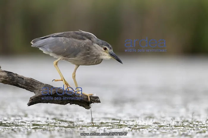 : Night heron (Nycticorax nycticorax) lurking on a branch : Night heron (Nycticorax nycticorax) lurking on a branch