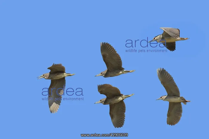 : Night Herons - in flight : Night Herons - in flight