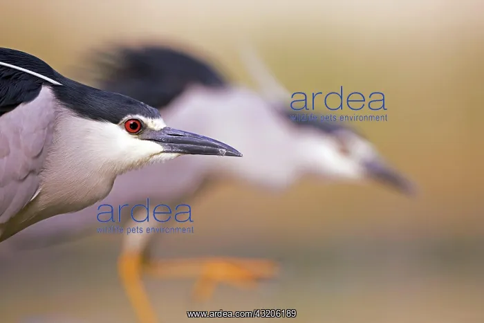 : Two night herons (Nycticorax nycticorax) foraging : Two night herons (Nycticorax nycticorax) foraging