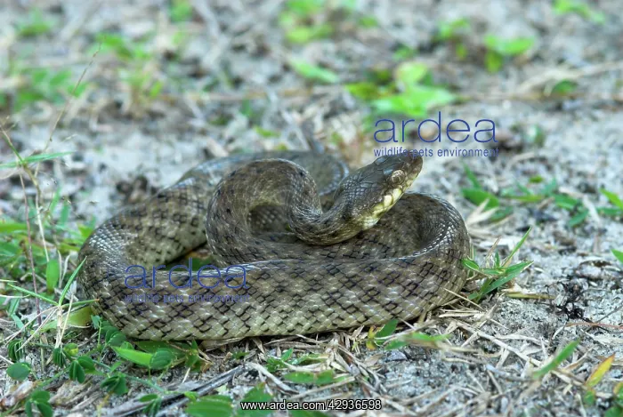 : Night / Malagasy cat-eyed snake : Night / Malagasy cat-eyed snake