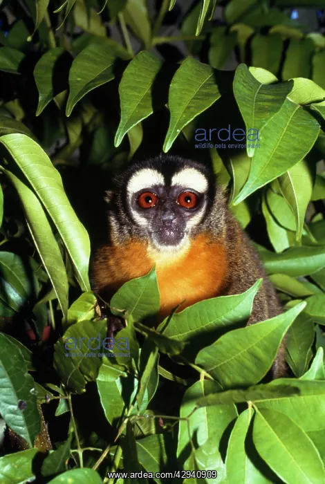 : Night Monkey / Owl Monkey / Douracouli : Night Monkey / Owl Monkey / Douracouli
