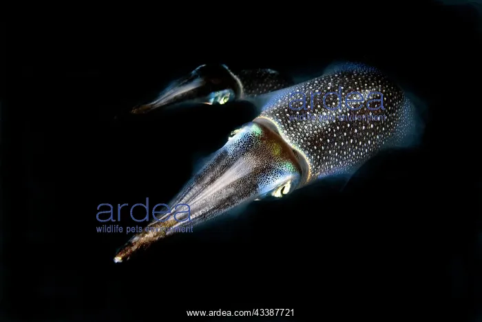  : Night photograph of pair of bigfin reef squid (Sepioteuthis