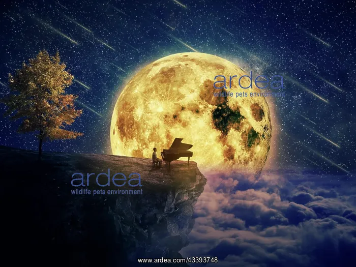 : Night scene with a boy, musician standing at the : Night scene with a boy, musician standing at the