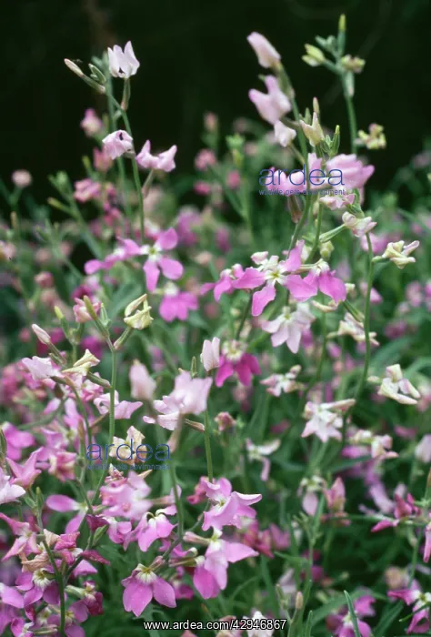 : Night-scented STOCK : Night-scented STOCK