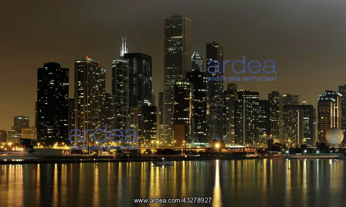 : Night shot, Aon Center, Two Prudential Plaza, Trump : Night shot, Aon Center, Two Prudential Plaza, Trump